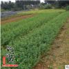 基地批發(fā)迎春花苗 供應(yīng)優(yōu)質(zhì)迎春花苗銷售工程用苗 量大從優(yōu)