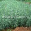 雪松樹苗綠化苗木行道點綴四季常青庭院種植量大從優(yōu)雪松樹苗直銷