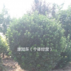 大葉黃楊球-山東招遠自家種植大葉黃楊球--量大