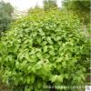 基地供應 丁香小苗 庭院綠化紫丁香苗 規格齊全 四季丁香觀花植物