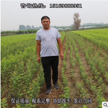 如何種植紅肉蘋果苗成活率高 紅富士 紅將軍 煙富10 黑蘋果苗現貨