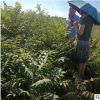 香椿苗出圃時應注意哪些問題 大棚種植紅油香椿苗 露天種菜香椿苗