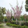 大量批發(fā)櫻花苗 櫻花工程苗 櫻花成品苗 櫻花小苗價格 農(nóng)戶直銷