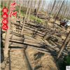 基地直銷苦楝樹 苦楝苗 4-12公分苦楝價(jià)格 園林工程 觀賞植物