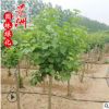 基地直銷紫丁香 5-10公分獨(dú)桿丁香工程綠化行道樹 叢生紫丁香花樹