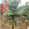 哪里有賣丁香 紫丁香價格 獨桿紫丁香 叢生紫丁香花批發