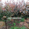 紅葉碧桃，紅葉碧桃*新價格