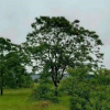 大量供應（烏桕）