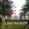 供應紫薇，紫薇樁