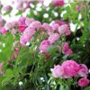 廠家直銷薔薇花苗爬藤薔薇花庭院植物多色薔薇花樹(shù)苗黃色紅色粉色
