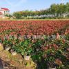 批發(fā)紅葉石楠大桶苗容器苗毛球 綠化工程苗 園林市政房地產(chǎn)色塊苗