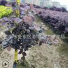 批發(fā)紅花繼木 大杯苗 容器苗 色塊苗 房地產(chǎn)市政工程用苗