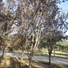 河南紅葉李 價格優惠 質量 * 處理