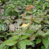 地中海莢蒾 精品 優(yōu)質(zhì)苗 成活率高 園林 綠化 工程 行道樹(shù) 蕭山