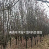 山西紫葉李/絳縣紫葉李哪里好/運(yùn)城紫葉李哪家便宜