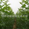 供應(yīng)白蠟小苗 白蠟樹苗 工程用苗 行道樹