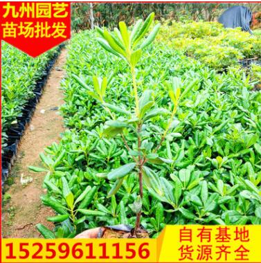 福建基地直銷批發根系發達 苗圃直銷海桐小苗園林綠化