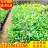 福建基地直銷批發(fā)根系發(fā)達(dá) 苗圃直銷海桐小苗園林綠化