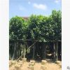 直銷供應(yīng)園林綠化苗木 菠蘿蜜供應(yīng)移植苗 菠蘿蜜移植