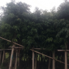 基地供應(yīng)綠化苗木柳葉榕花木 自家花場直銷園藝園林