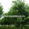 批發(fā)常青綠化苗木品種高桿女貞 大葉女貞 多種規(guī)格