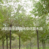 耐寒綠化苗木白臘 白臘小苗 白臘樹苗 多種規(guī)格