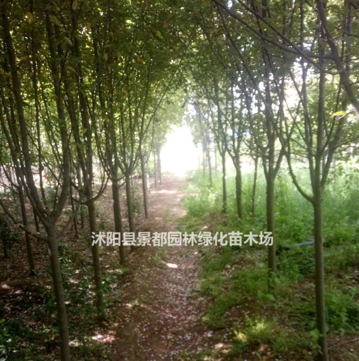 供應北美海棠 北美海棠基地