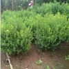 基地直銷小葉黃楊球 各種規(guī)格 品種齊全 量大優(yōu)惠