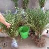 基地供應(yīng) 工程綠化植物 迎春花 規(guī)格全庭院公園盆栽花卉