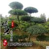 大量批發高檔園林綠化苗木 小葉女貞造型樹苗 小葉女貞 規格齊全