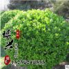 批發優質瓜子黃楊球 工程綠化瓜子小黃楊 大葉黃楊出售規格齊全