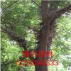基地供應正宗中藥苗 皂角樹苗 皂角規格齊全 苗木綠化 量大優惠