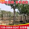 全冠香樟 多種規(guī)格綠化工程 園林常綠喬木 香樟樹(shù)批發(fā)