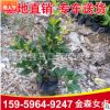 金森女貞杯苗 綠化地被苗 金森女貞產(chǎn)地直銷(xiāo)