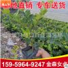 金森女貞小苗袋苗 供應(yīng)綠化工程庭院植物 多規(guī)格供應(yīng)