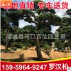 羅漢松造型樹(shù) 園林綠化工程供應(yīng) 多規(guī)格批發(fā)