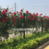 薔薇月季苗現(xiàn)挖現(xiàn)賣，薔薇種植易成活，薔薇基地貨源充足