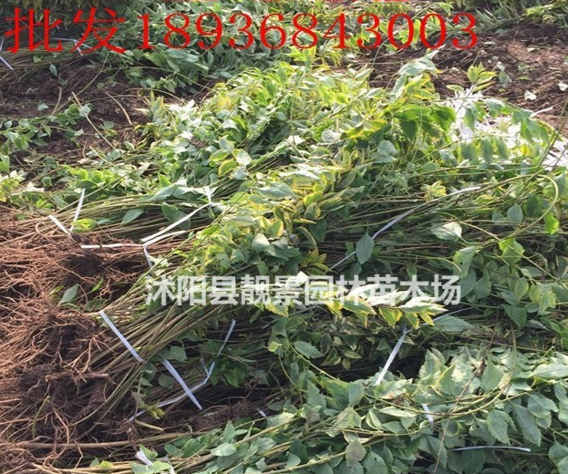 金邊連翹價格 金邊連翹種植方法及簡介 苗圃直銷金邊連翹苗
