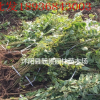 金邊連翹價(jià)格 金邊連翹種植方法及簡(jiǎn)介 苗圃直銷金邊連翹苗