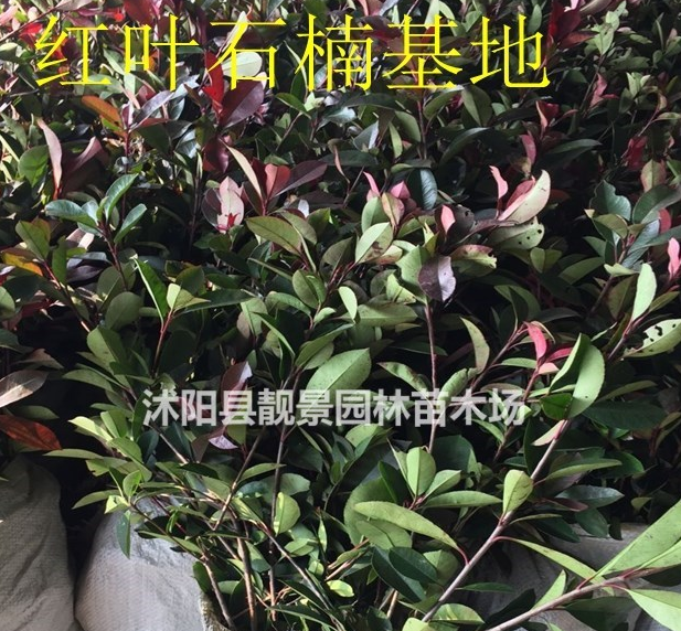紅葉石楠苗價格 紅葉石楠種植技術及簡介 苗圃直銷紅葉石楠苗