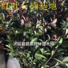 紅葉石楠苗價(jià)格 紅葉石楠種植技術(shù)及簡(jiǎn)介 苗圃直銷紅葉石楠苗