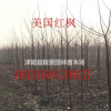 美國(guó)紅楓多少錢一棵，美國(guó)紅楓哪里有買，美國(guó)紅楓基地在哪里？