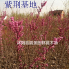 目前紫荊苗多少錢一棵，紫荊苗產(chǎn)地在哪里，紫荊花樹怎么賣？