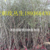 黃刺玫球多少錢一棵