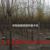 目前金絲垂柳多少錢一棵，垂柳哪里有賣，垂柳8公分報(bào)價(jià)