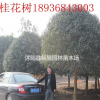 桂花樹多少錢，桂花樹哪里有，江蘇桂花樹報(bào)價(jià)
