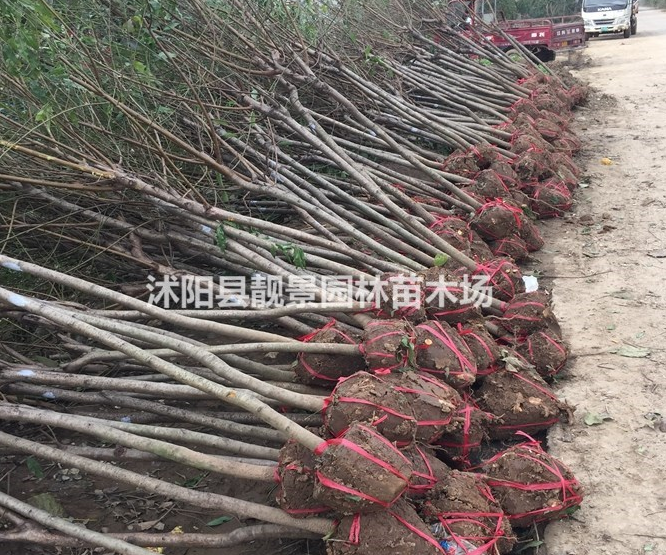 紫葉桃*新行情