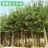 基地供應(yīng)紅花羊蹄甲 洋紫荊羊蹄甲樹 庭院公園風(fēng)景樹工程綠化苗木
