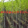基地批發(fā)銀杏白果樹苗綠化苗木工程用苗庭院四季種植占地樹苗
