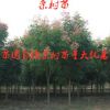 低價出售欒樹苗庭院綠化苗木工程用苗行道樹木規(guī)格齊全量大優(yōu)惠